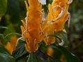 Pachystachys lutea IMG_9305 